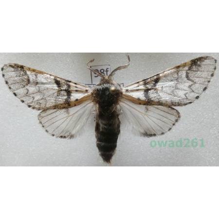 Furcula bifida (Brahm, 1787) Poland98f